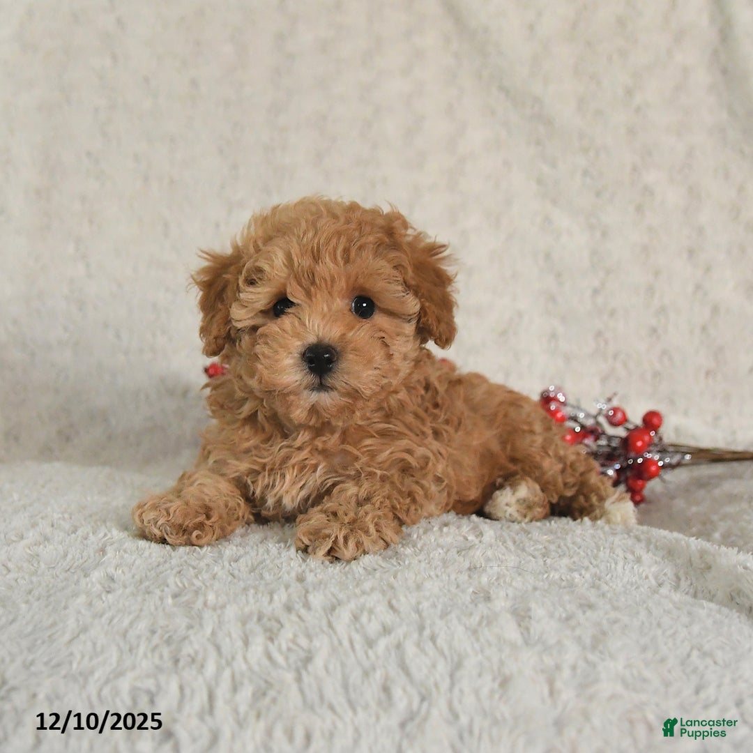 Yorkiepoo dogs for sale: Ranger - Ad 2