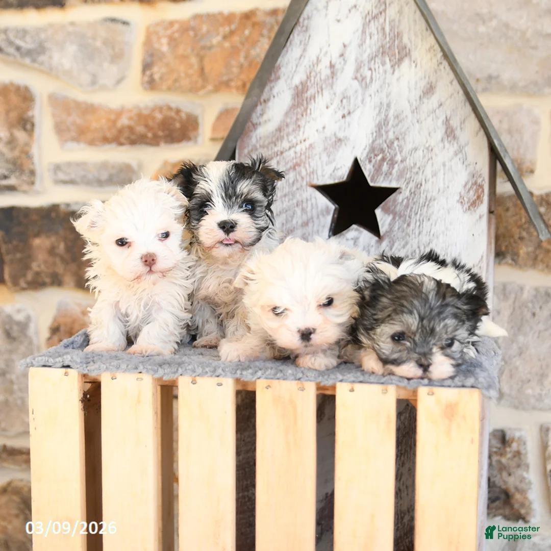 Maltipom dogs for sale: Milo - Ad 5