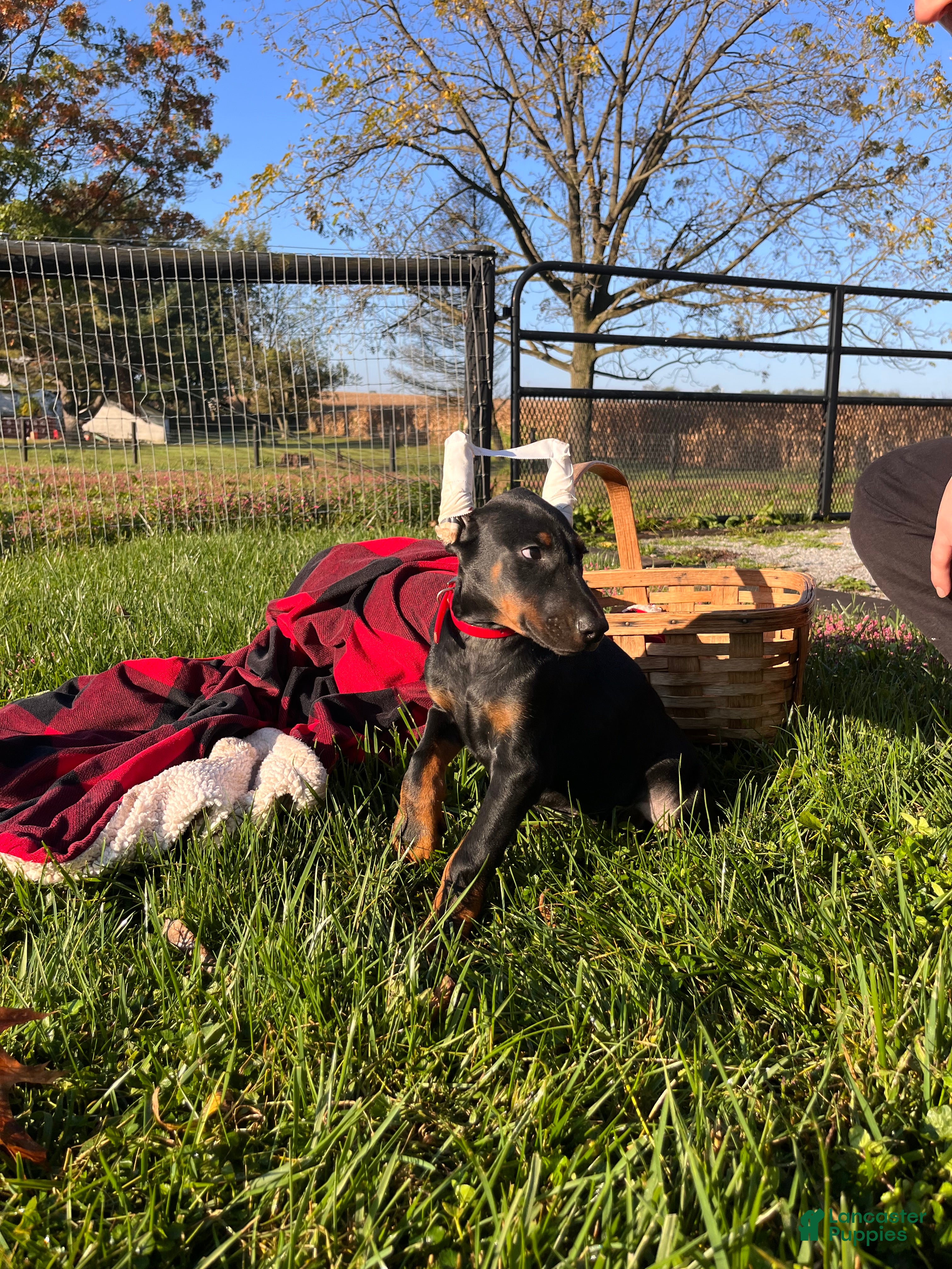 Doberman Pinscher dogs Stella❤️Akc Champion Bloodlines  - Ad 2