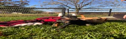 Doberman Pinscher dogs for sale: Stella❤️Akc Champion Bloodlines  - Ad 2