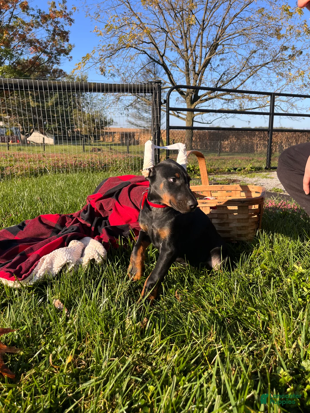 Doberman Pinscher dogs for sale: Stella❤️Akc Champion Bloodlines  - Ad 2