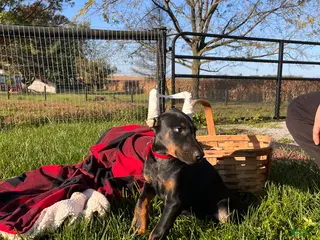 Doberman Pinscher dogs Stella❤️Akc Champion Bloodlines - Ad 2