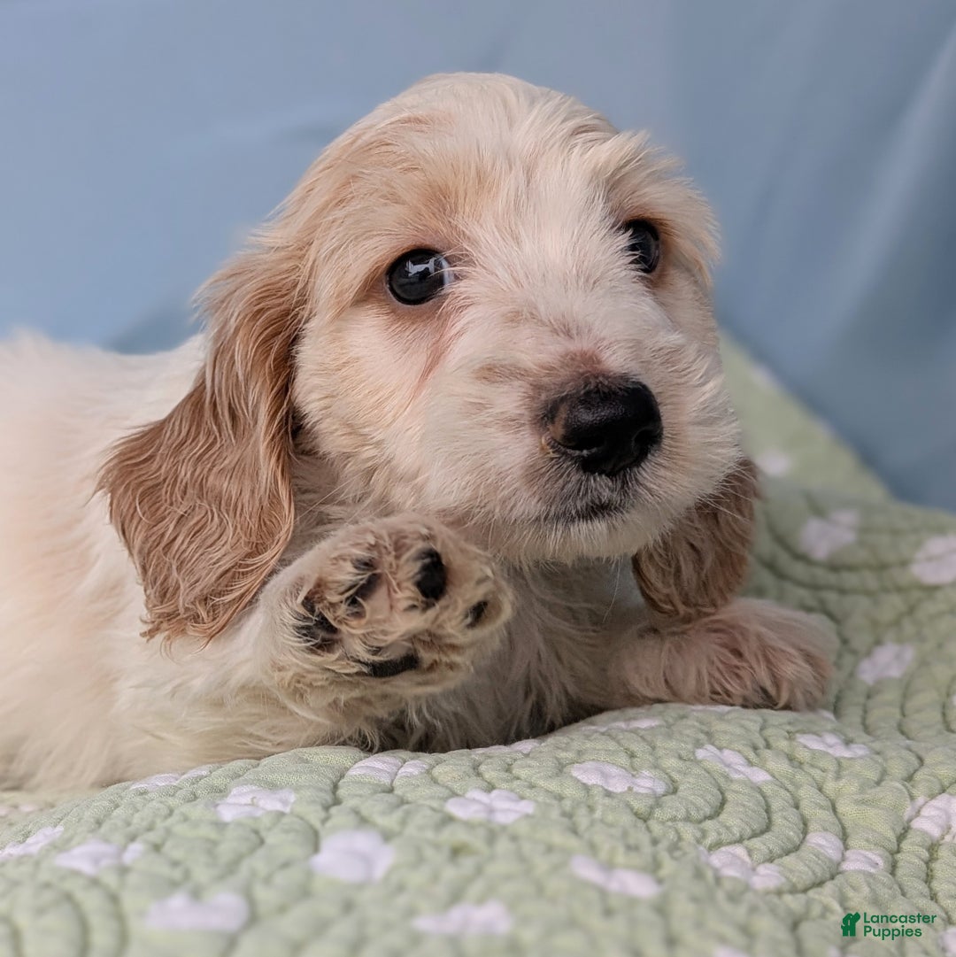 Miniature Dachshund dogs for sale: Bun Bun - Ad 8