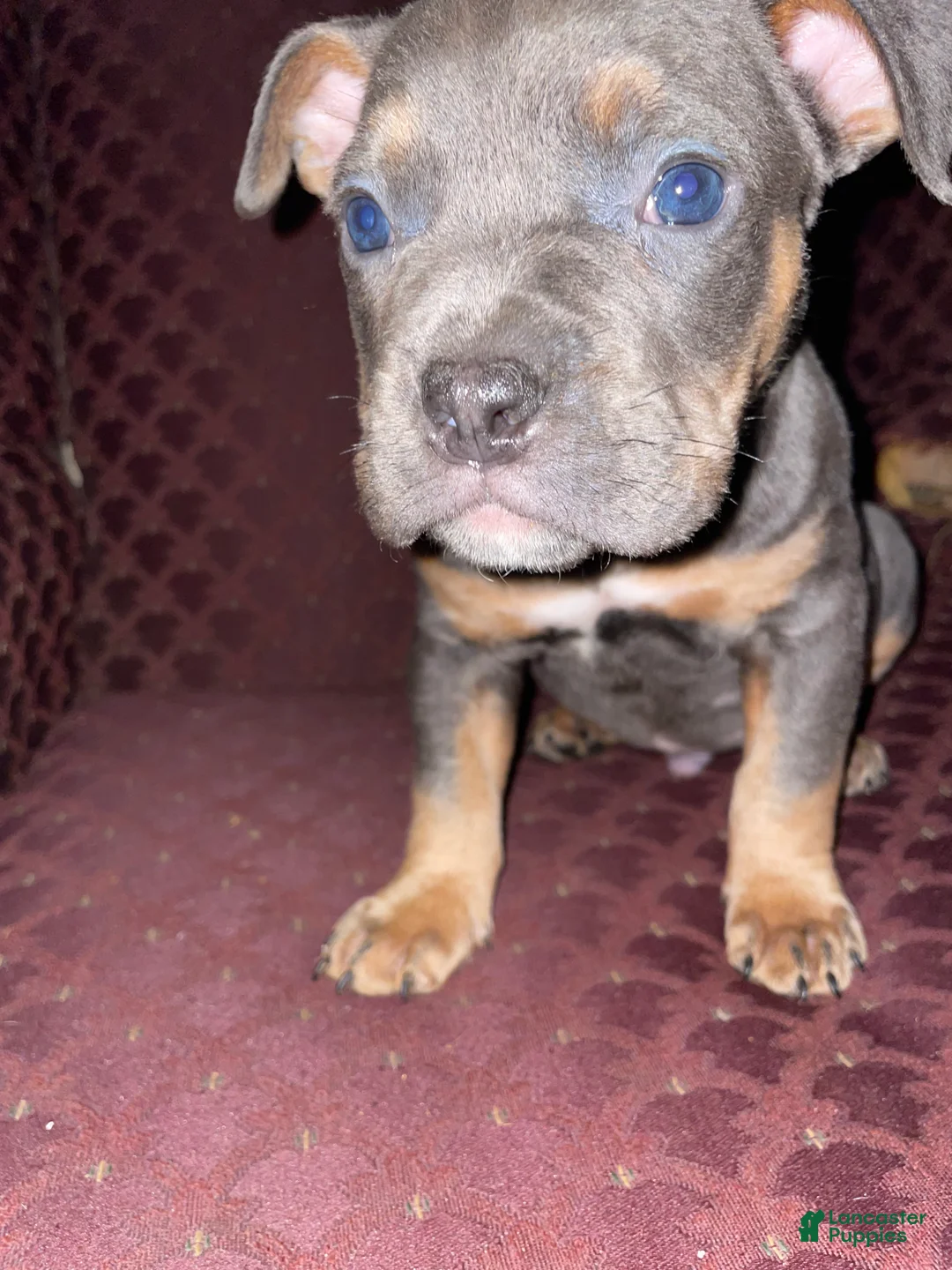 American Bully dogs for sale: American Bully Puppy 4 - Ad 2