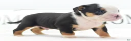 Mixed Breed dogs for sale: Diesel - Ad 20