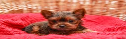 Yorkshire Terrier dogs for sale: Lady (Extra Small) - Ad 5