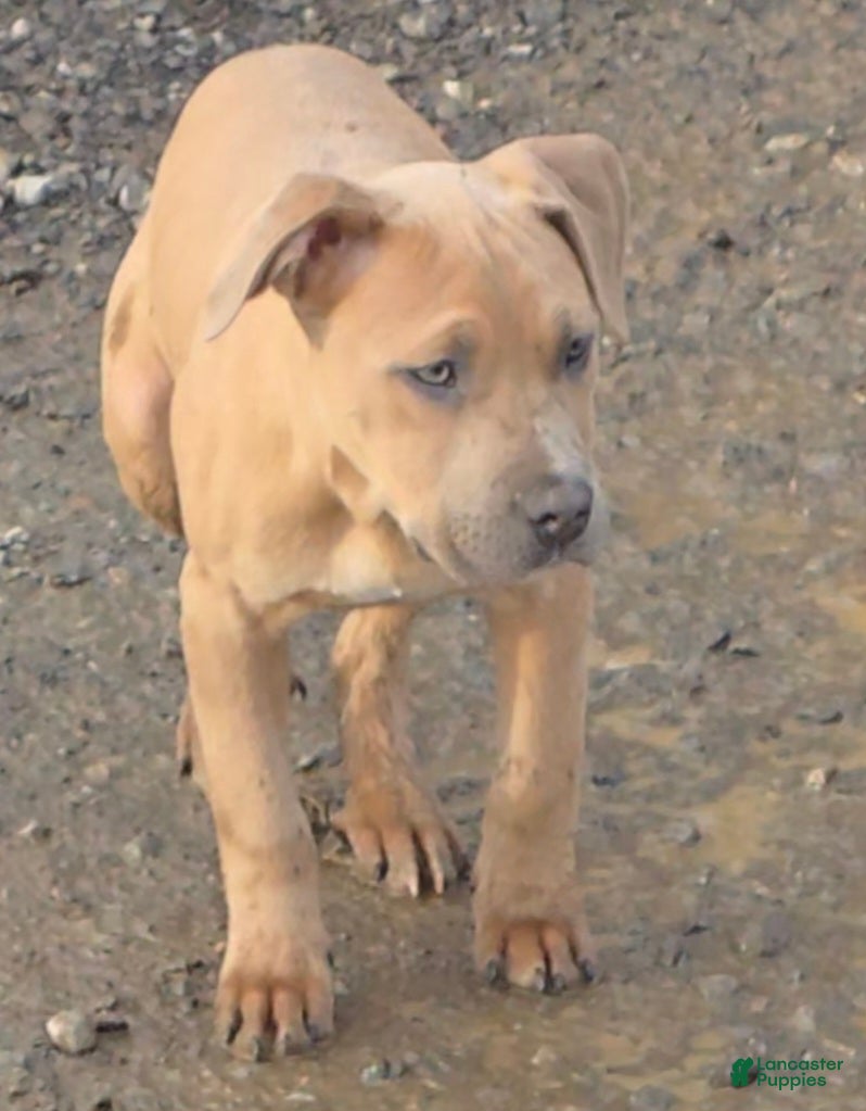 Mixed Breed dogs Ares - Ad 42