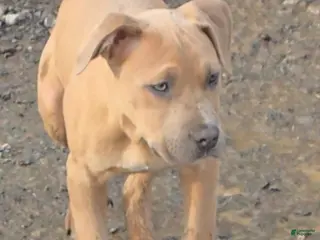 Mixed Breed dogs Ares - Ad 42