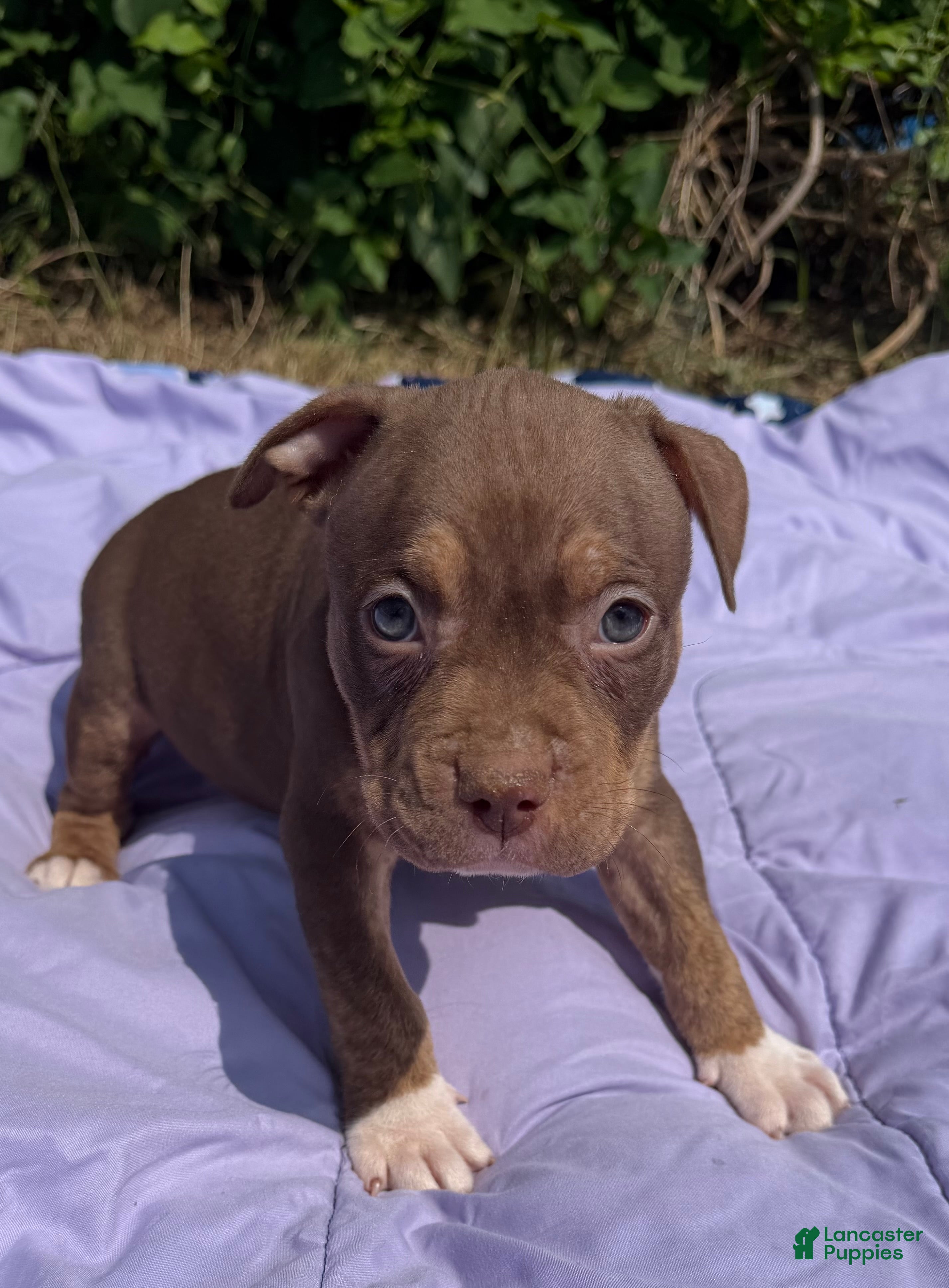 American Bully dogs Toby - Ad 1