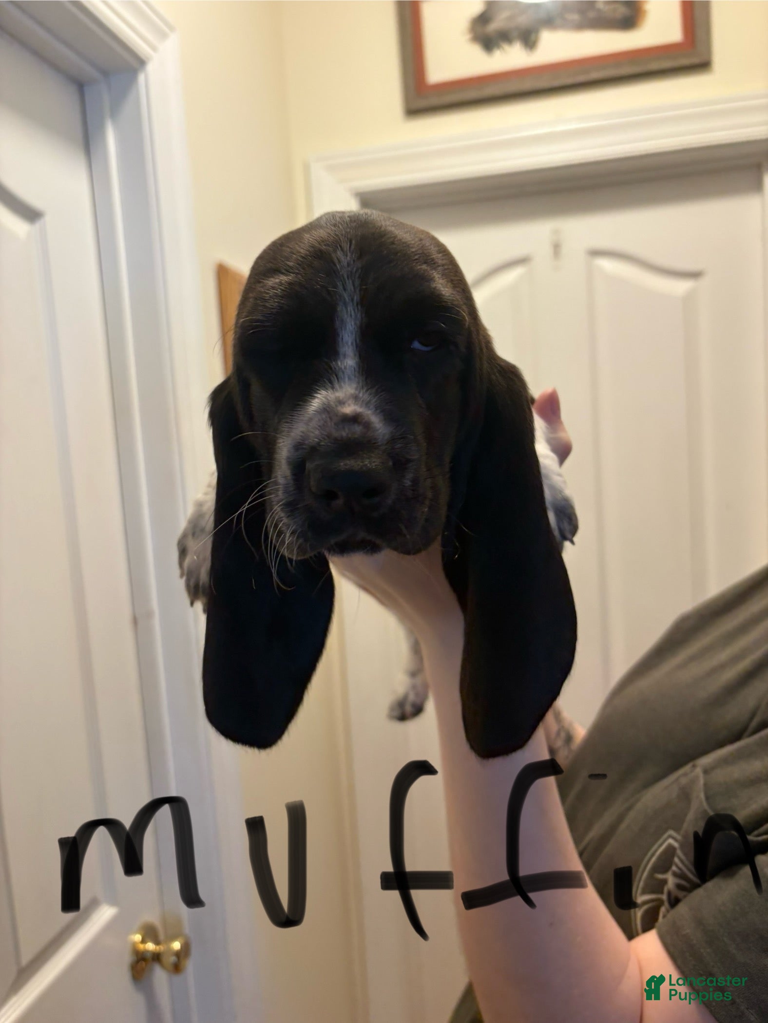 Basset Hound dogs Muffin - Ad 23