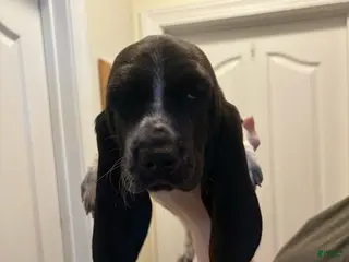 Basset Hound dogs Muffin - Ad 23