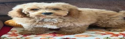 Mini Goldendoodle dogs for sale: Thompson - Ad 8