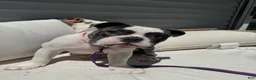 English Bulldog dogs for sale: Blue pied olde english bulldogge - Ad 7