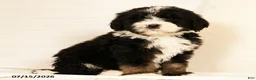 Bernedoodle dogs for sale: Linus - Ad 3