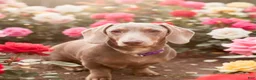 Miniature Dachshund dogs for sale: Ash - Ad 3