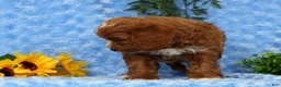 Cavapoo dogs for sale: Lynn - Ad 9