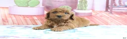 Mini Goldendoodle dogs for sale: Pansey - Ad 3