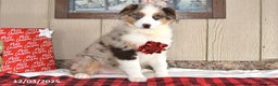Australian Shepherd dogs for sale: Dusty - Ad 2