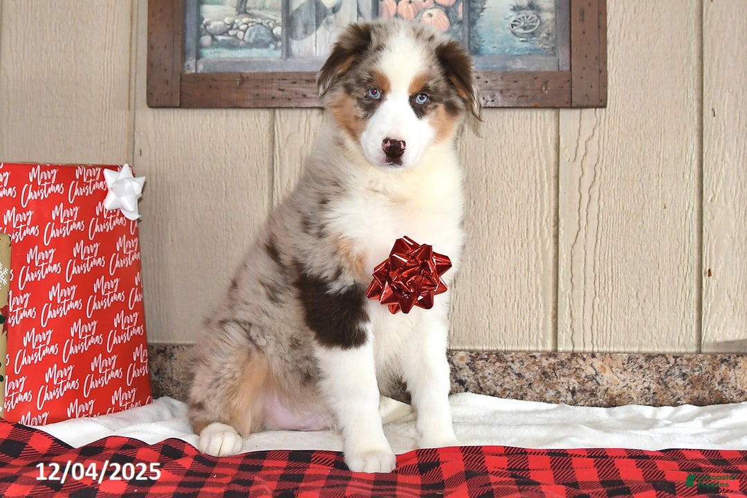 Australian Shepherd dogs for sale: Dusty - Ad 2