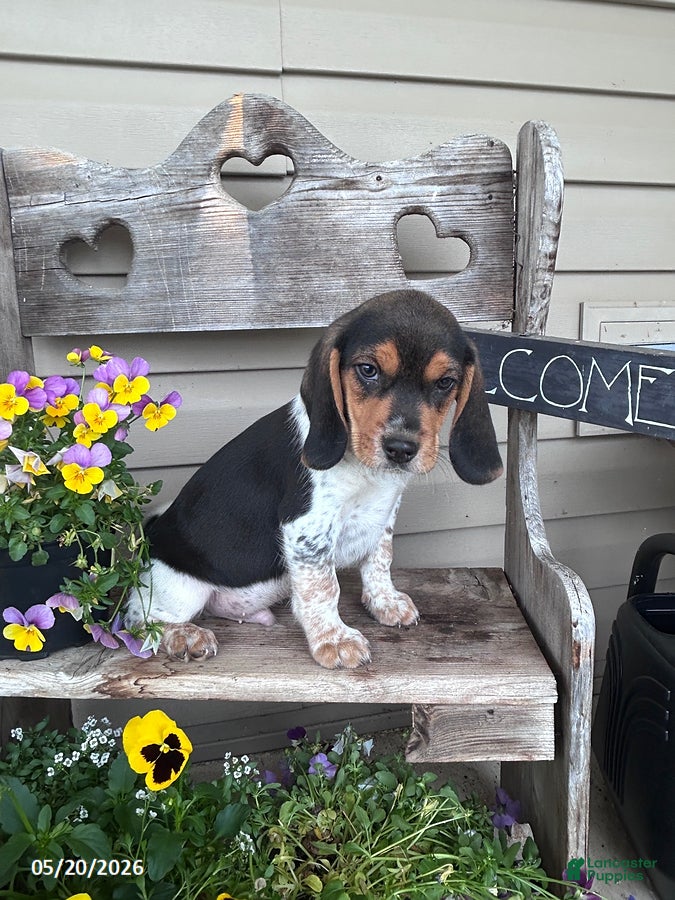 Beagle dogs Frank   - Ad 25