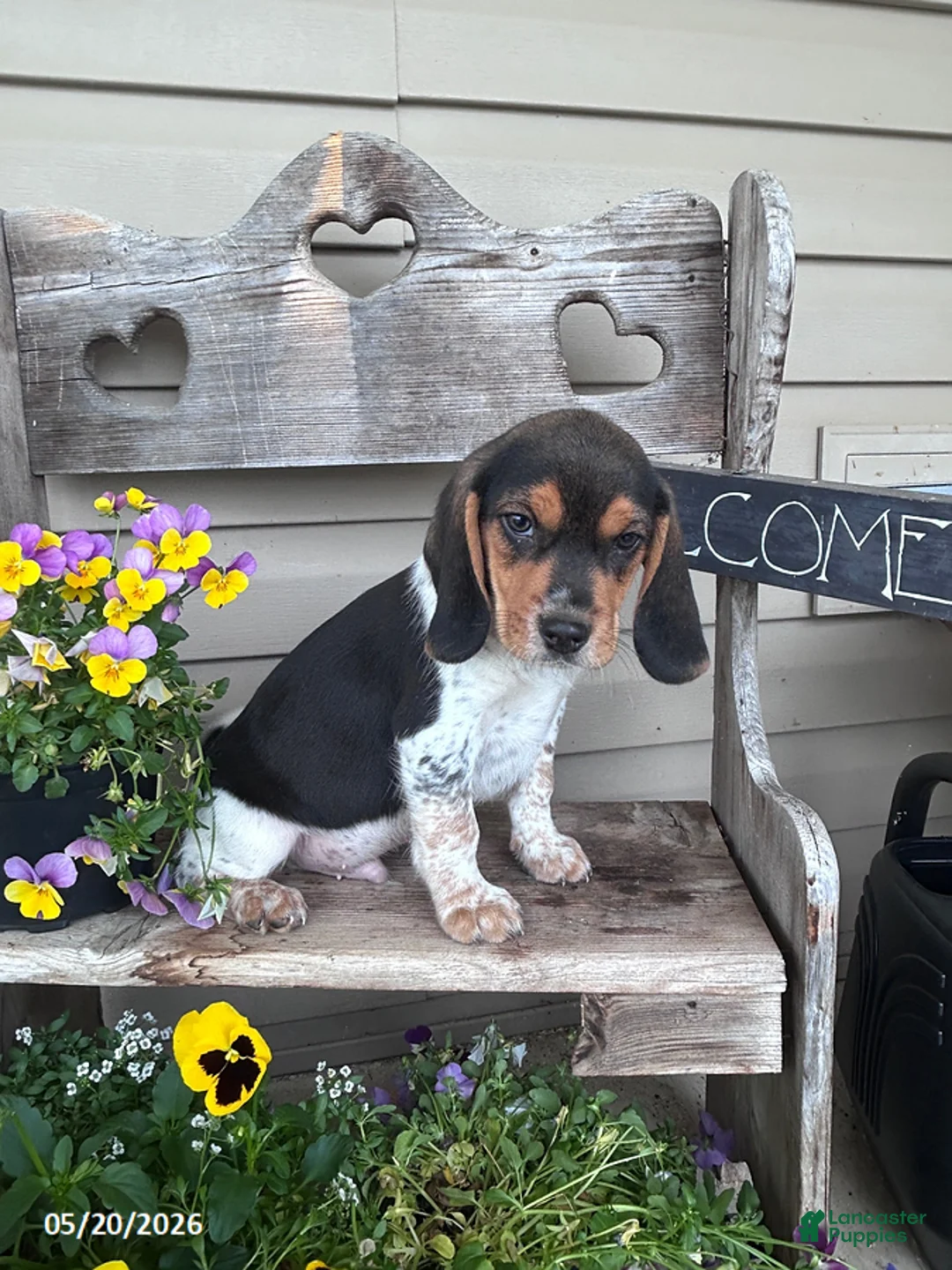 Beagle dogs for sale: Frank   - Ad 1