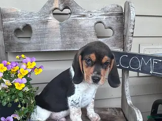 Beagle dogs Frank - Ad 25