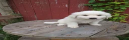 Great Pyrenees dogs for sale: Willow - Ad 1