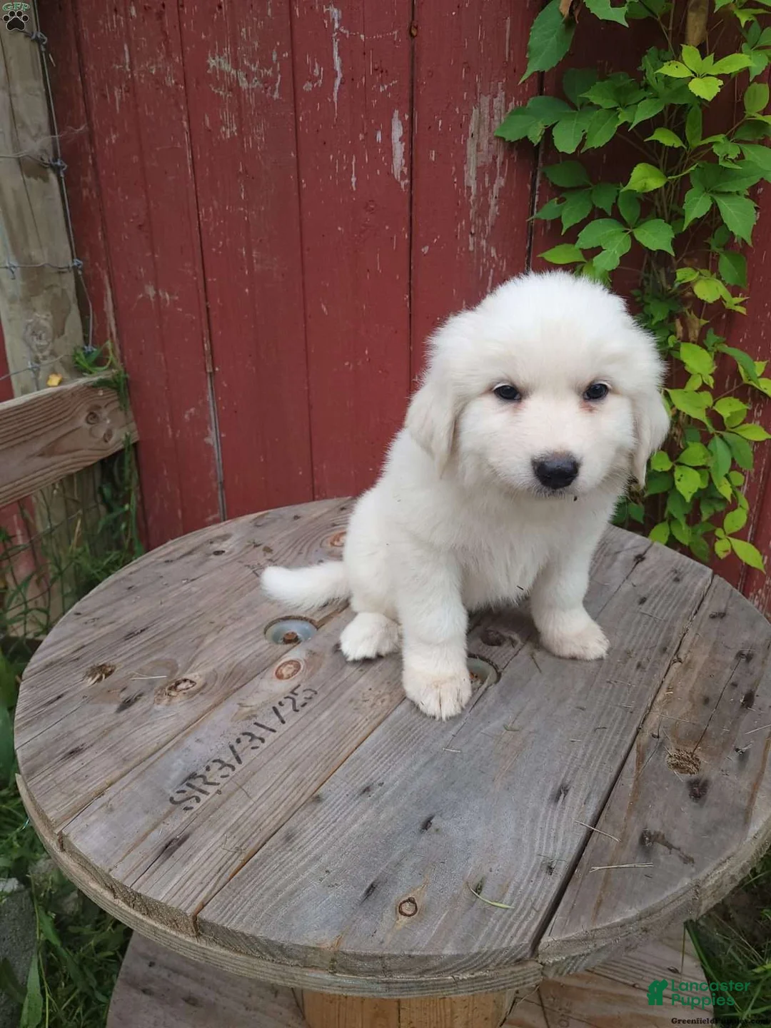 Great Pyrenees dogs for sale: Willow - Ad 1