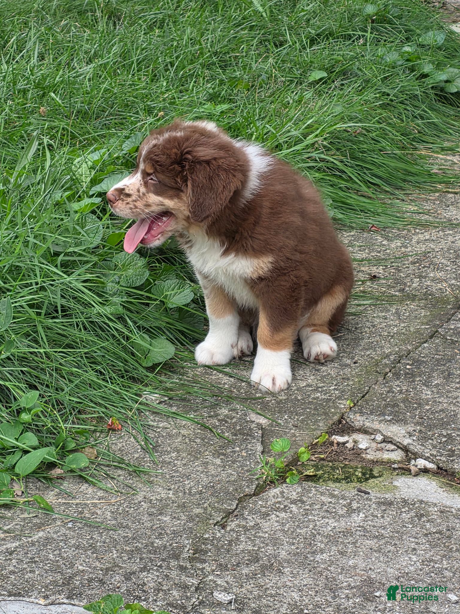 Australian Shepherd dogs Tri red male - Ad 28