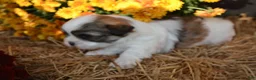 Malshi dogs for sale: Snoopy - Ad 3