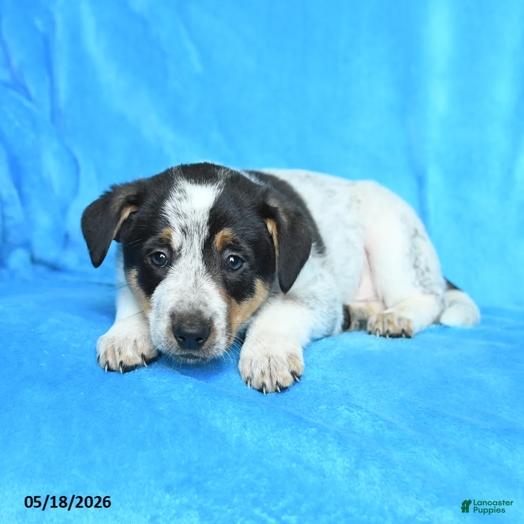 Australian Cattle Dog dogs for sale: Rick  - Ad 3
