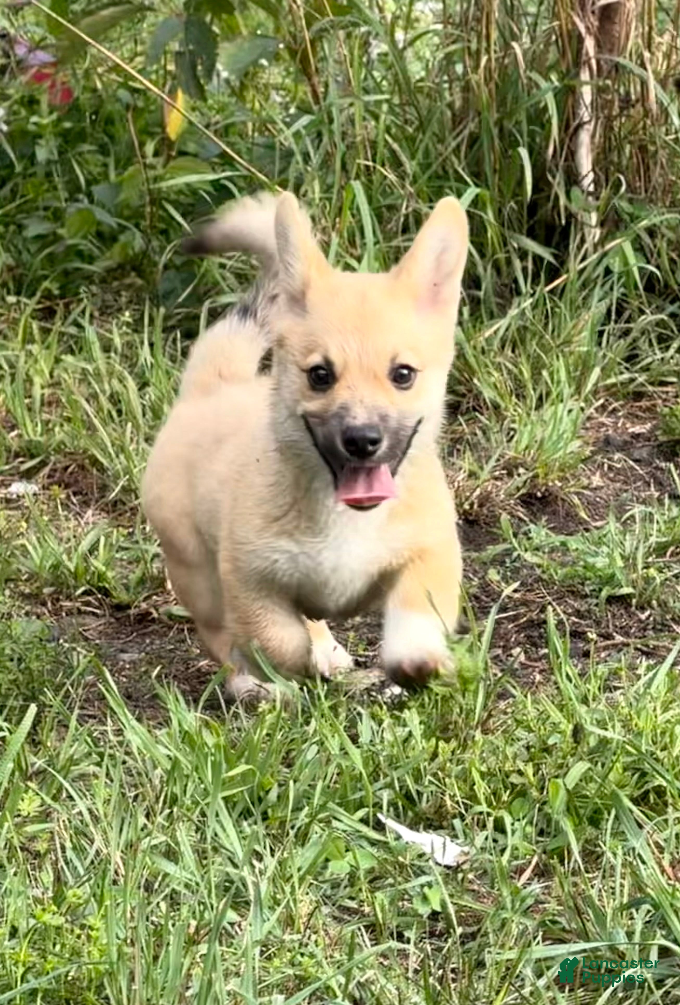 Mixed Breed dogs Spunky - Ad 23