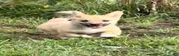 Mixed Breed dogs for sale: Spunky - Ad 1