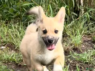 Mixed Breed dogs Spunky - Ad 23