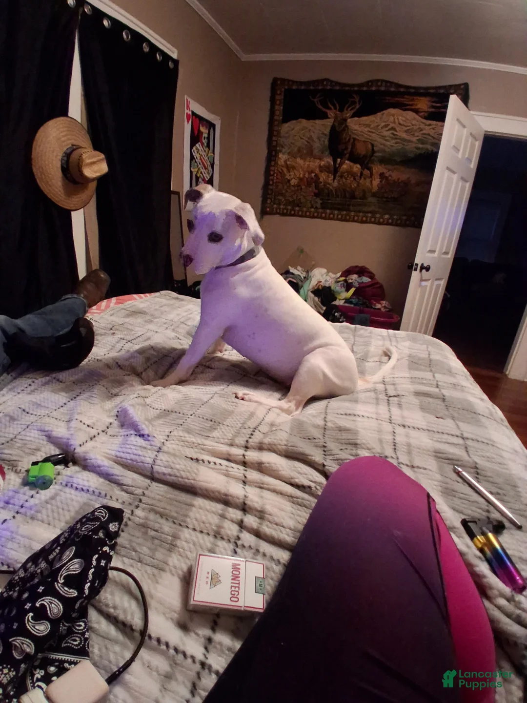 American Pit Bull Terrier dogs for sale: American Pit Bull Terrier Puppy 2 - Ad 2