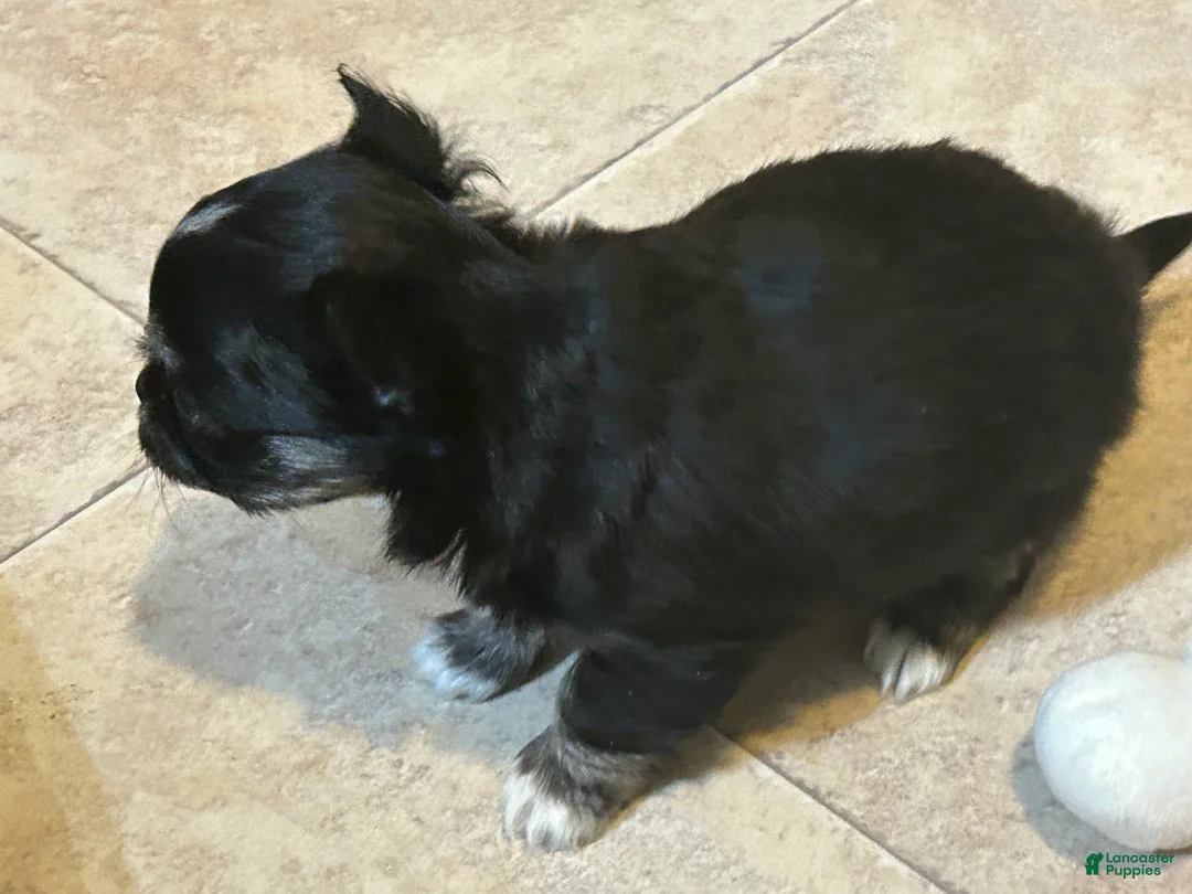 Chihuahua dogs for sale: Chihuahua Puppy 1 - Ad 4