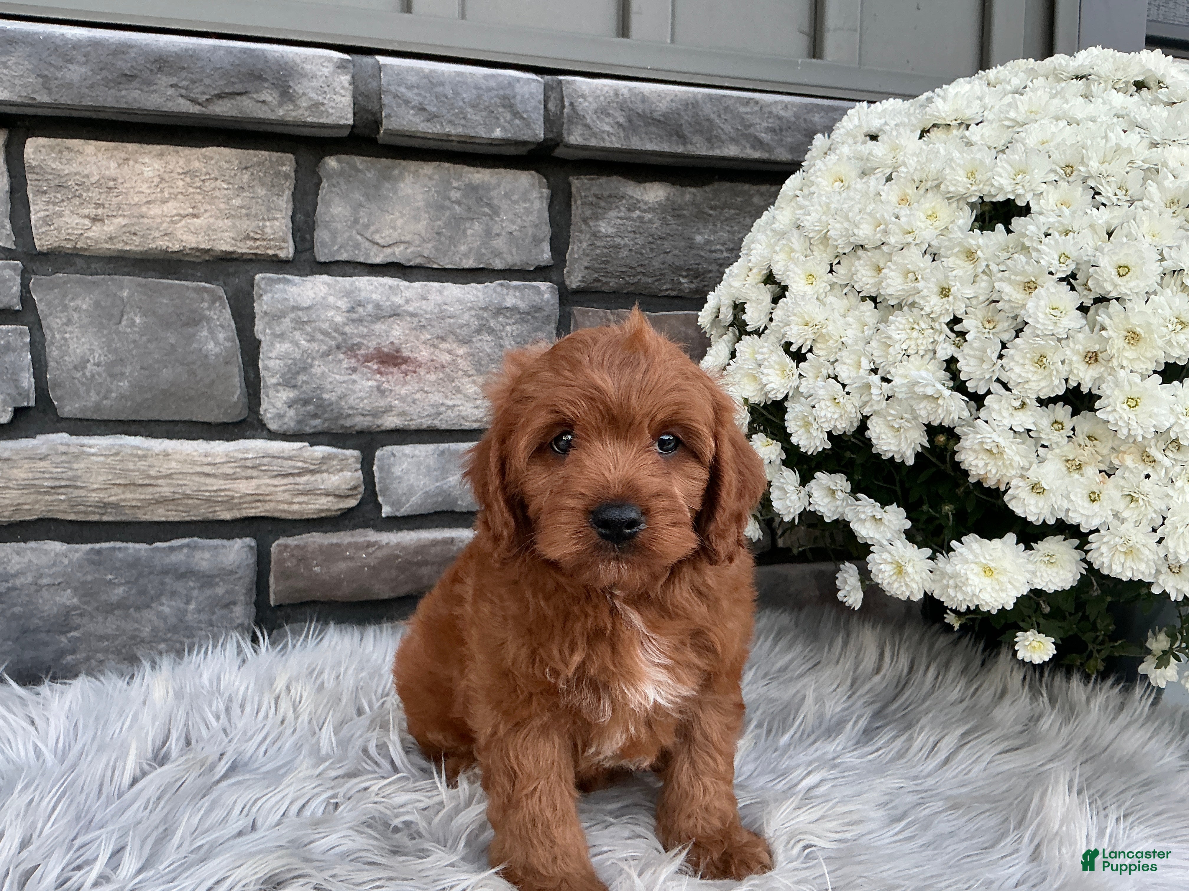 Cavapoo dogs Hunter - Ad 1