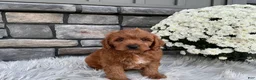 Cavapoo dogs for sale: Hunter - Ad 1