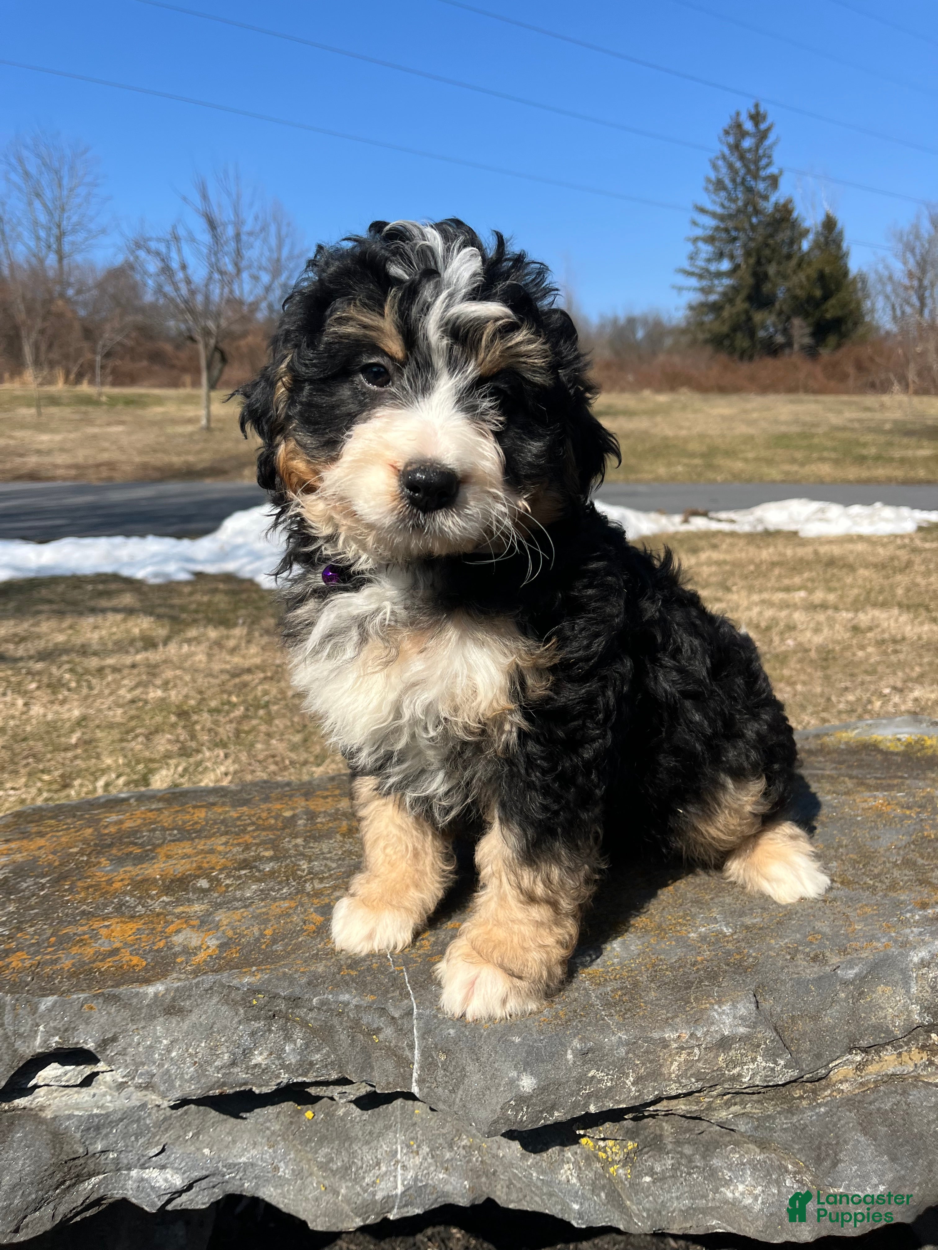 Mini Bernedoodle dogs Margarita  - Ad 1
