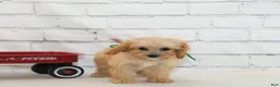 Cavapoo dogs for sale: Teddy - Ad 3