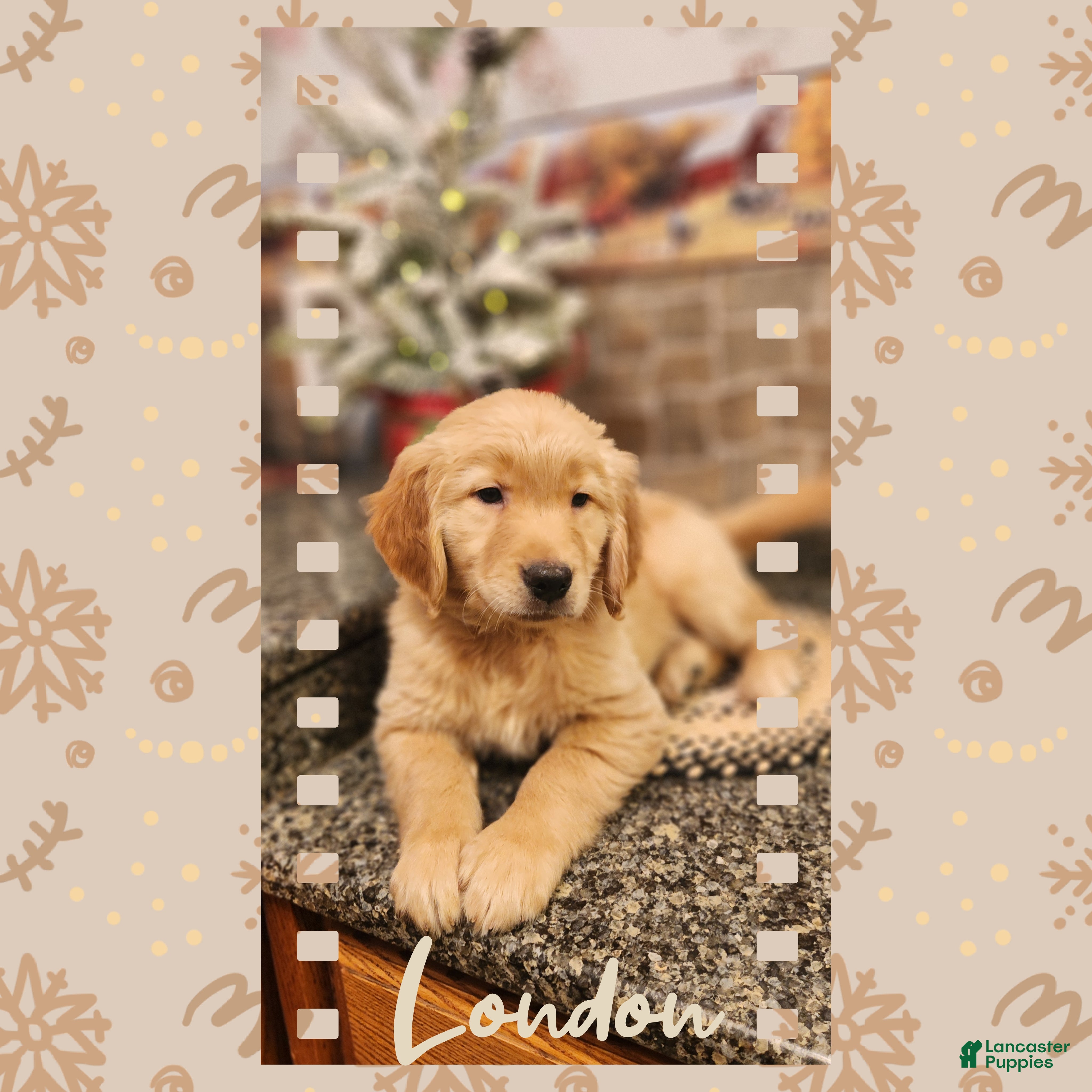 Golden Retriever dogs London - Ad 23