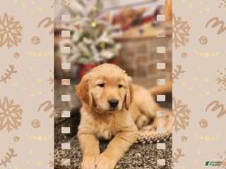 Golden Retriever dogs London - Ad 23