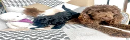 Mixed Breed dogs for sale: Blue - Ad 4
