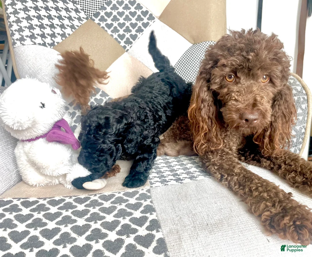 Mixed Breed dogs for sale: Pink - Ad 5
