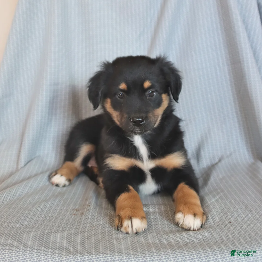 Miniature Australian Shepherd dogs for sale: Blessing - Ad 1