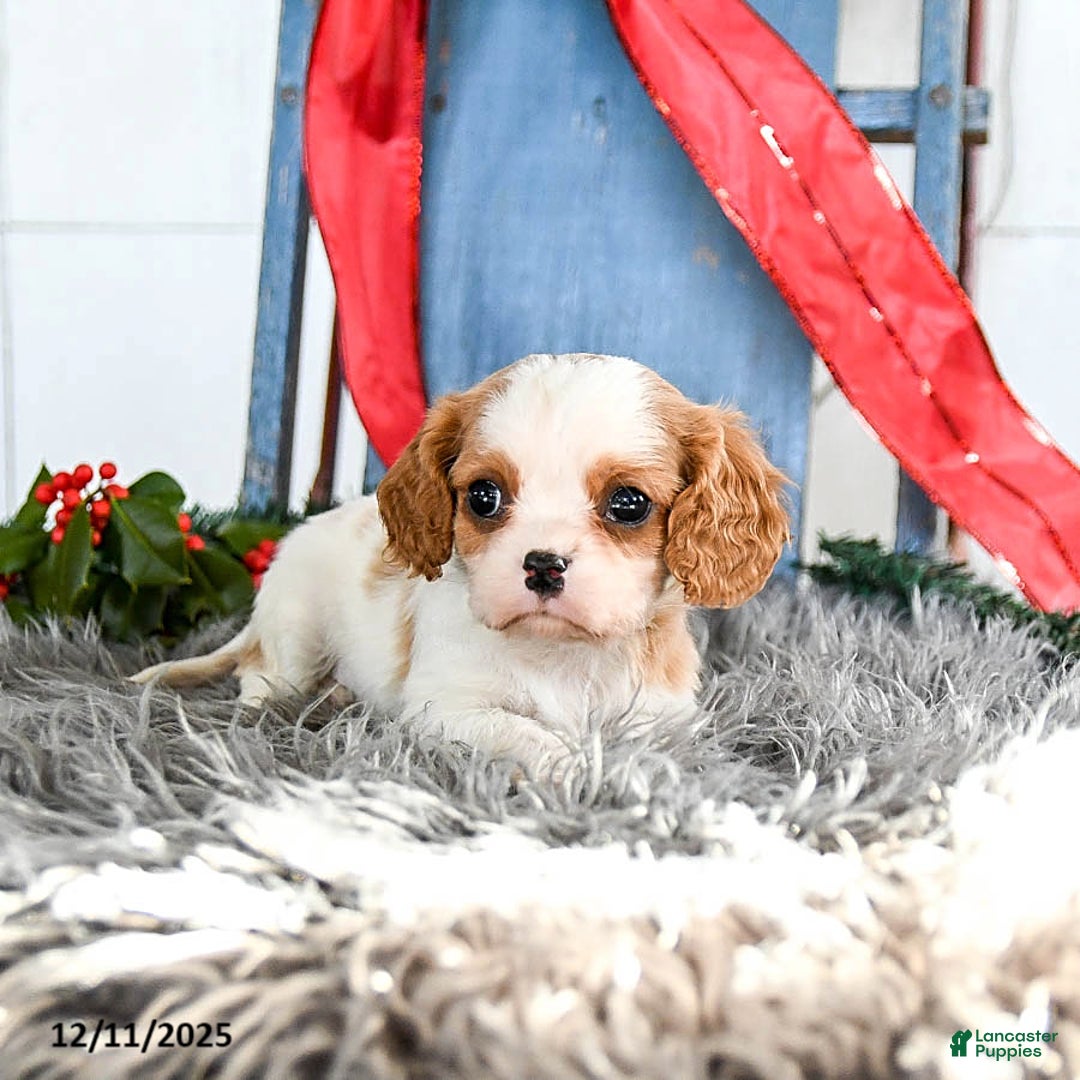 Cavalier King Charles Spaniel dogs for sale: Jet - Ad 4