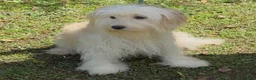 Mini Goldendoodle dogs for sale: Flynn - Ad 6