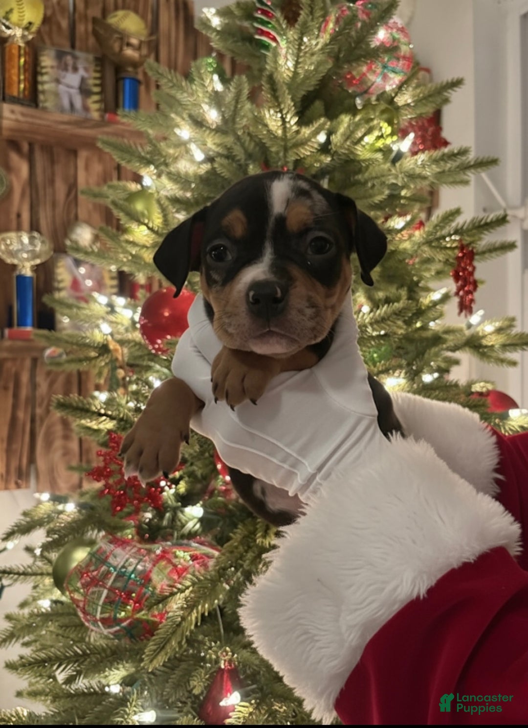 American Bully dogs for sale: Urban - Ad 28