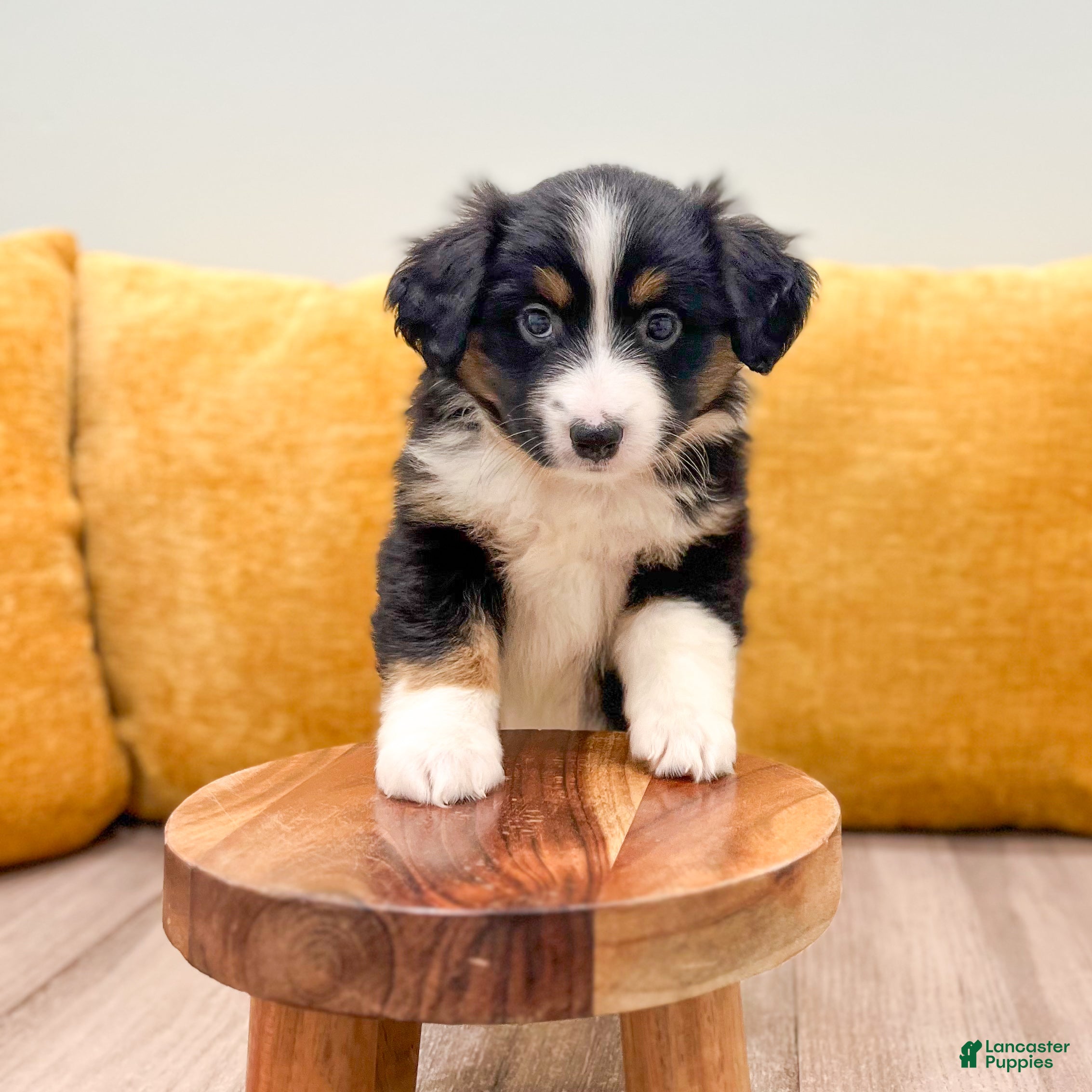 Miniature Australian Shepherd dogs Lilly - Ad 2