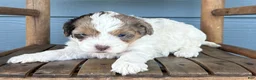 Cavapoo dogs for sale: Patty - Ad 1